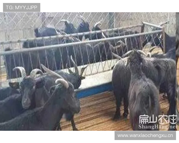 德比郡黑白羊 德比郡黑白羊